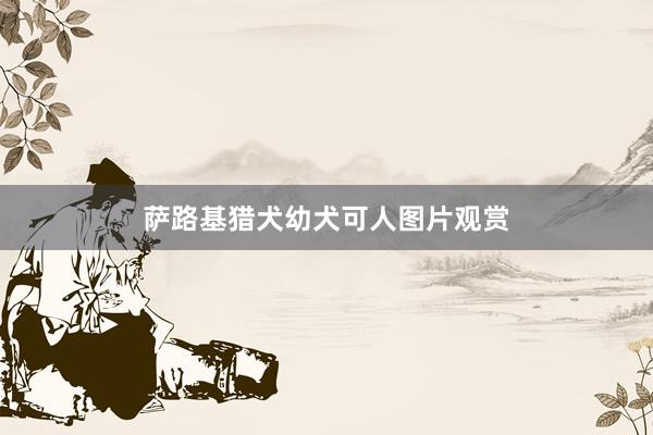 萨路基猎犬幼犬可人图片观赏